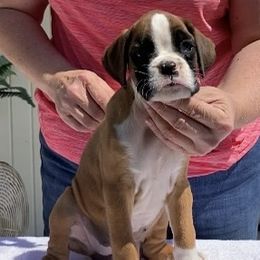 Flashy fawn girl - Fawn female Boxer puppy in Wellsville, Missouri from Casino Boxers