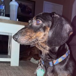 Loki - Dachshund