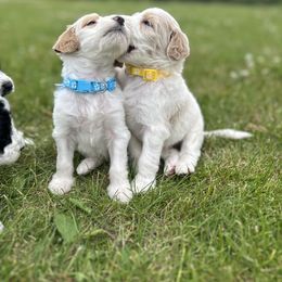 Goldendoodle Puppies from Daisys Doods
