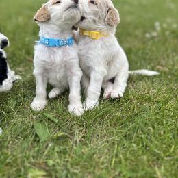 Goldendoodle Puppies from Daisys Doods