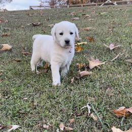 Lillie(Pink Female) - Yellow female Labrador Retriever puppy in Mansfield, Missouri from Leadhill Labs