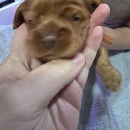 Orange collar - Buff and white male Cocker Spaniel puppy in South Milwaukee, Wisconsin from South East Wisconsin cocker spaniels