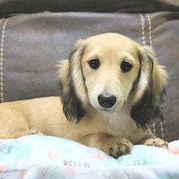 Zucchini - Dachshund