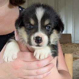 Boy 2 - Black and tan male Pembroke Welsh Corgi puppy in Edinburgh, Indiana from J Bar M Corgis