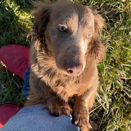 Porsche - Fawn (Isabella) female Dachshund puppy in Purdy, Missouri from Shotgun Pups