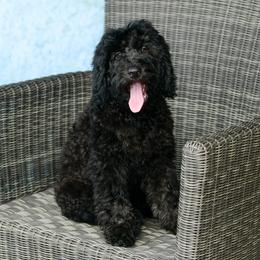 Sheepadoodle Puppies from Riley Grace Puppies