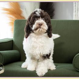Janet - Brown white and tan female Cockapoo puppy in Connersville, Indiana from Deaz Doodle Ranch