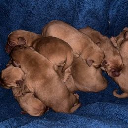 Labrador Retriever Puppies from Cactus Rose Labradors