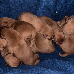 Labrador Retriever Puppies from Cactus Rose Labradors