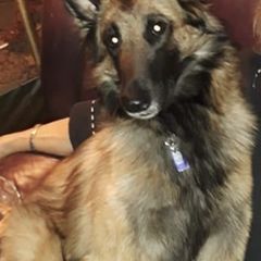 Belgian Tervuren from Sherry's Time Flies Tervurens