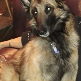 Belgian Tervuren from Sherry's Time Flies Tervurens