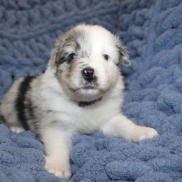 Australian Shepherd Puppies from Crofford’s Pretty Pups