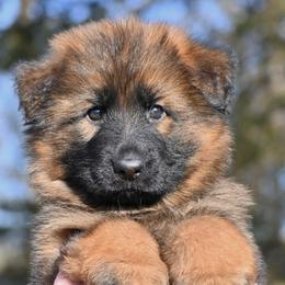 Jolene - Sable female German Shepherd puppy in Nacogdoches, Texas from Vom Hausgladfel