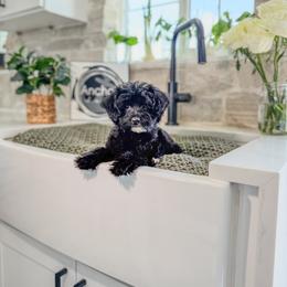 F I G ...( Teddy Bear 8-10 lb) - Black male Goldendoodle puppy in Hooper, Utah from Anchor Dogs