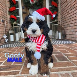 Goofy - Tri-color male Bernedoodle puppy in Alpharetta, Georgia from Doodles of Buckhead