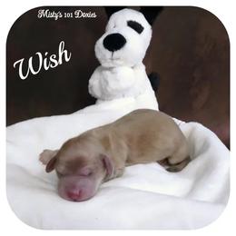 WISH - AKC Registered - Cream female Dachshund puppy in Graceville, Florida from Misty's 101 Doxies