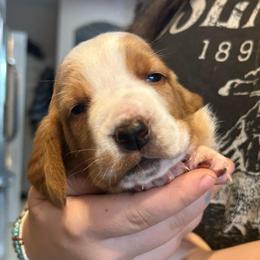 LIGHT PINK girl May - Red and white female Basset Hound puppy in Saint Cloud, Florida from Mockingbird Hollow Bassets