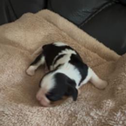 Ivy - Tri-color female Cavalier King Charles Spaniel puppy in Maynardville, Tennessee from Lockwood Cavaliers