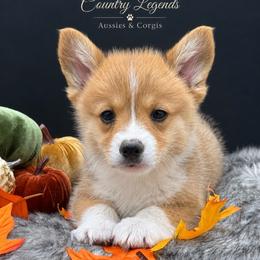 Reese - Sable and white male American Corgi puppy in Missouri from Country Legends Aussies & Corgis