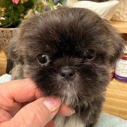 Silver blue girl - Blue female Shih Tzu puppy in Citrus Heights, California from The Lion dog Shih Tzu