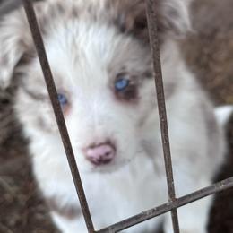 Noname 4 - Red merle male Border Collie puppy in New Franklin, Ohio from Whipple Farms