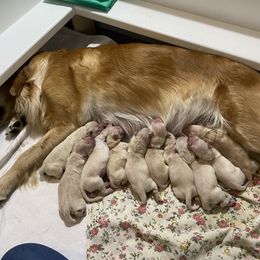 Golden Retriever Puppies from Sweeter Than Honey Golden Retrievers, LLC.