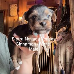 Cinnamon (white) - Black and tan male Yorkshire Terrier puppy in South Lake Tahoe, California from Sierra Nevada Yorkies