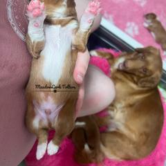 Nova Scotia Duck Tolling Retriever Puppies from Meadowlark Tollers