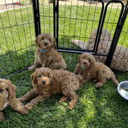 Goldendoodle puppies from Rylaarsdam Doodles