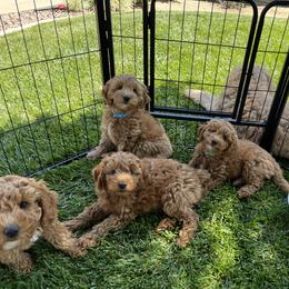 Goldendoodle puppies from Rylaarsdam Doodles