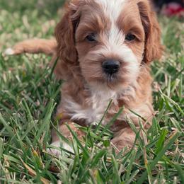 Steve - Cream male Cockapoo puppy in Pledger, Texas from Sugarbear Cockapoos