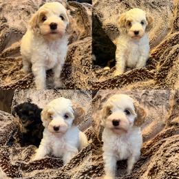 Mabel - Buff and white female Cockapoo puppy in Birdsboro, Pennsylvania from Cooper Family Cockapoos