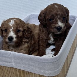 Cavalier King Charles Spaniel, Cavapoo, Poodle, Shihpoo, and Shih Tzu Puppies from Show Me Poodles Doodles and Cavaliers