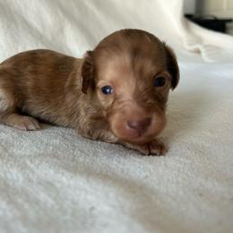 Simone (red shaded brindle) - Dapple female Dachshund puppy in Sebring, Florida from Mini Weenies
