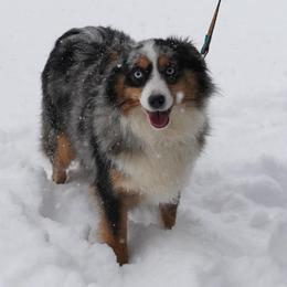 Abby - Toy Australian Shepherd