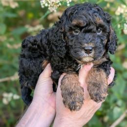 Eric - Black and tan male Cavapoo puppy in Coshocton, Ohio from Forever Family Puppies