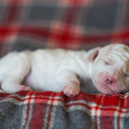 Goldendoodle Puppies from Pond Town Pups