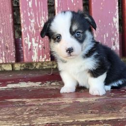 Miles - Black and tan male Pembroke Welsh Corgi puppy in Anton, Texas from X Bar's Lil Legs of Texas