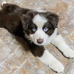 Roper - Miniature Australian Shepherd