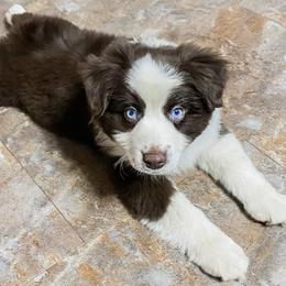 Roper - Miniature Australian Shepherd