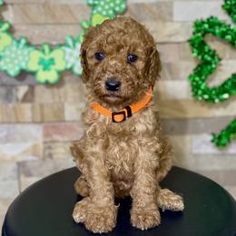 Boy 1 - Red  male Goldendoodle puppy in Apple Valley, California from Daisy’s  Doodles11