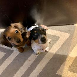 Dachshund Puppies from Appalachian Dachshunds
