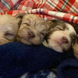 Miniature Schnauzers from Schnauzie Farms