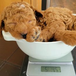 Goldendoodle and Poodle Puppies from Gorgeous Goldendoodles
