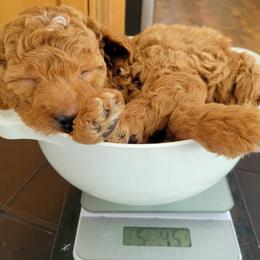 Goldendoodle and Poodle Puppies from Gorgeous Goldendoodles