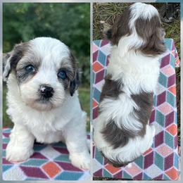 Girl 1 - Brown and white female Aussiedoodle puppy in Hillsboro, Illinois from Perfect Paws Puppies