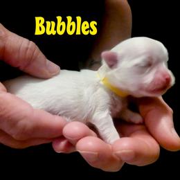 Bubbles - White female Mal-Shi puppy in Belleville, Michigan from Michigan Maltese Puppies