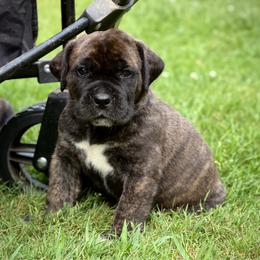 Red Collar - Brindle male Boerboel puppy in Manitowoc, Wisconsin from Mae Boerboel