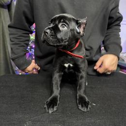 Cane Corso Puppies from Gaxx Corsos