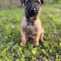 Cantor - Mahogany male Belgian Malinois puppy in Deerfield Beach, Florida from vd Hunde der neuen Äre